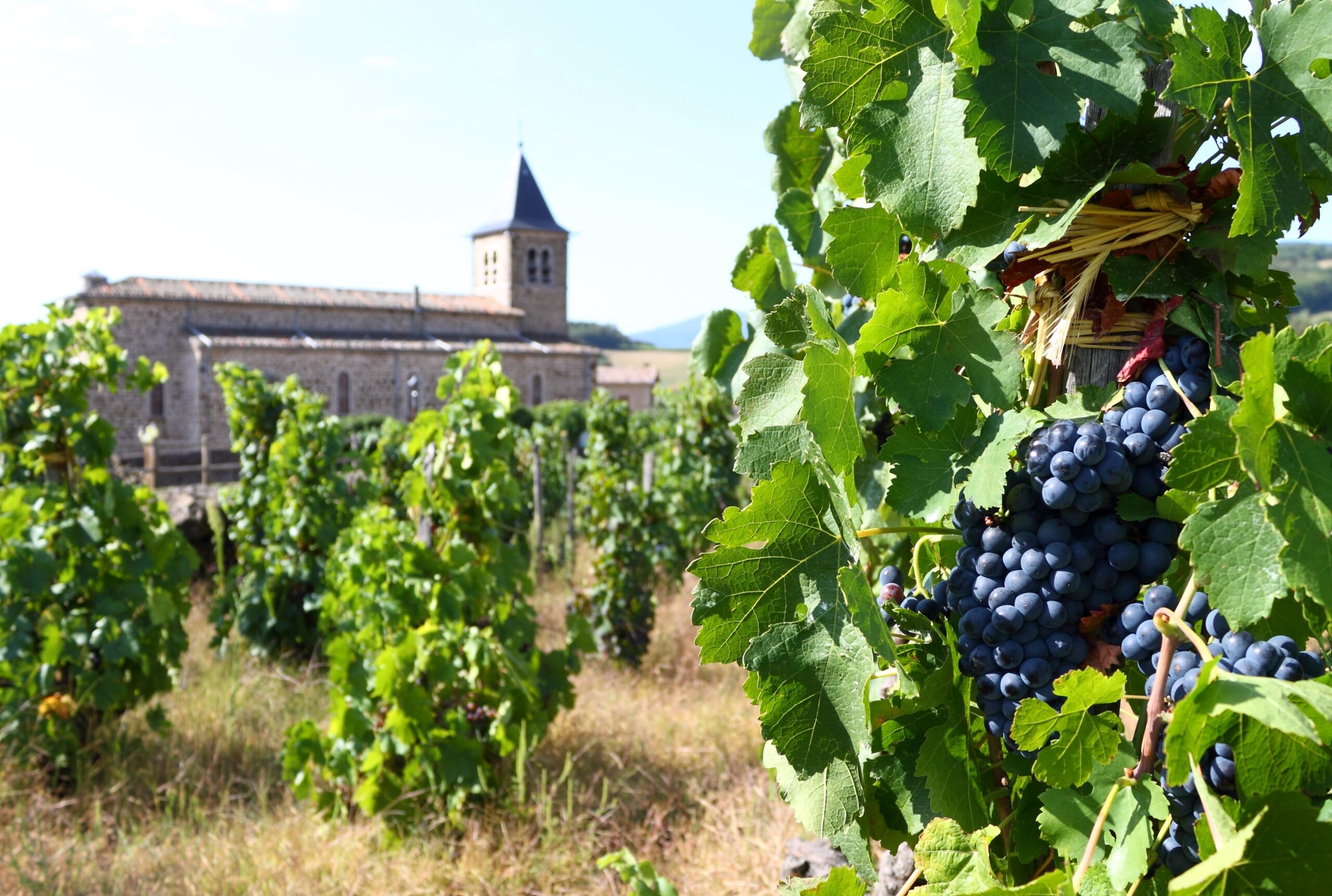 Côtes du Rhône